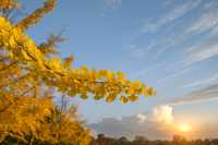 廣東最像秋天地方｜去南雄追一場金黃銀杏雨