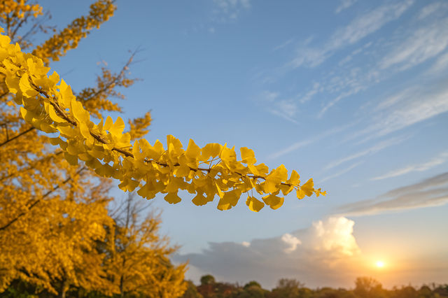 廣東最像秋天地方｜去南雄追一場金黃銀杏雨