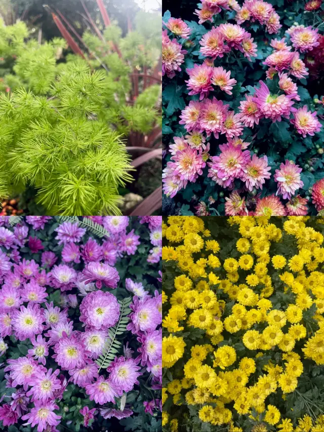 The city is draped in golden armor, autumn romance in Chengdu | Chrysanthemum Exhibition in People's Park is in full bloom