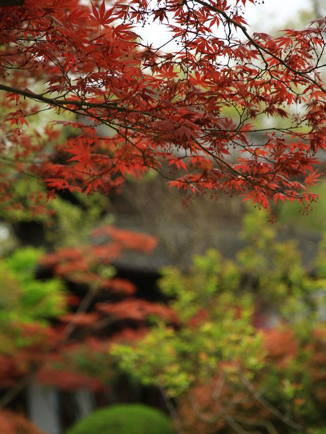 美爆！總要看一次棲霞山的紅葉吧！