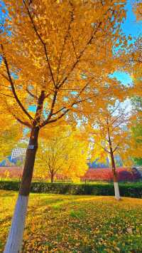 秋日煙台必住海景房