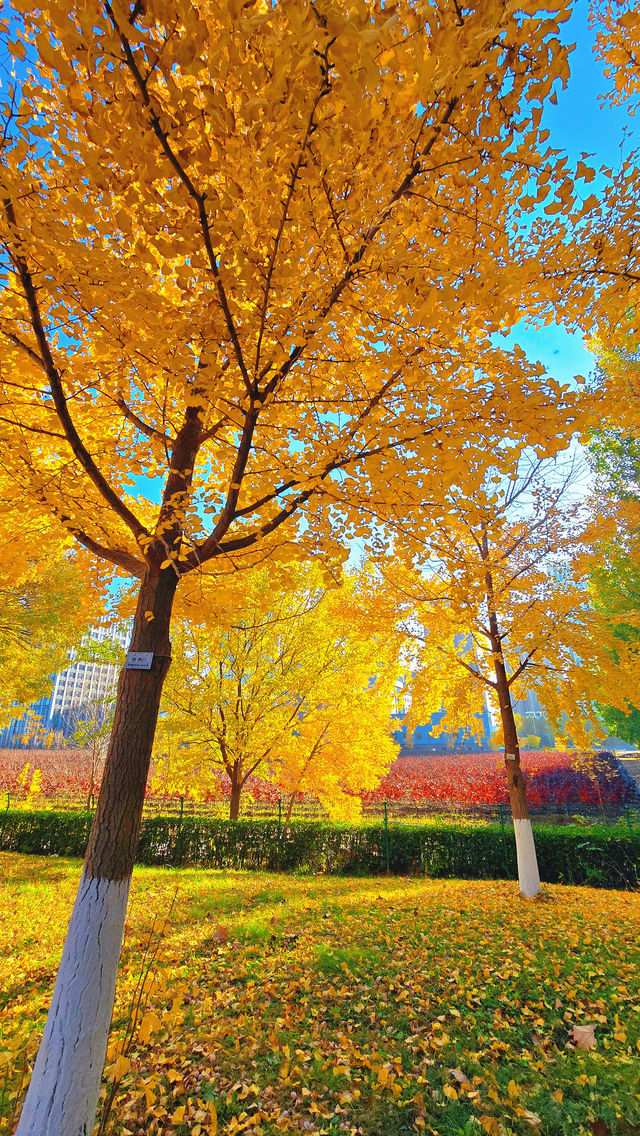 秋日煙台必住海景房