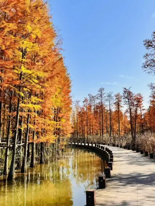 The best viewing period has arrived! The dawn redwoods here in Nanchong are simply divine