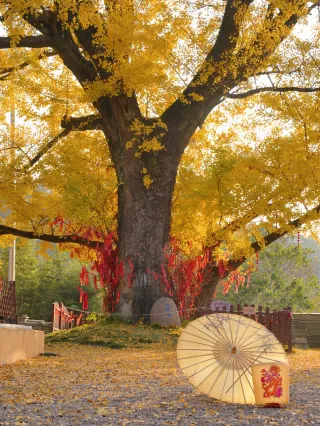 晨謁三德寺，與古銀杏共沐曙光 