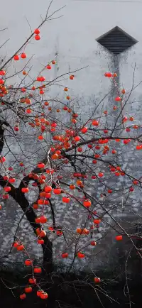 杭州出發|第 站黃山腳下週末兩日賞秋景