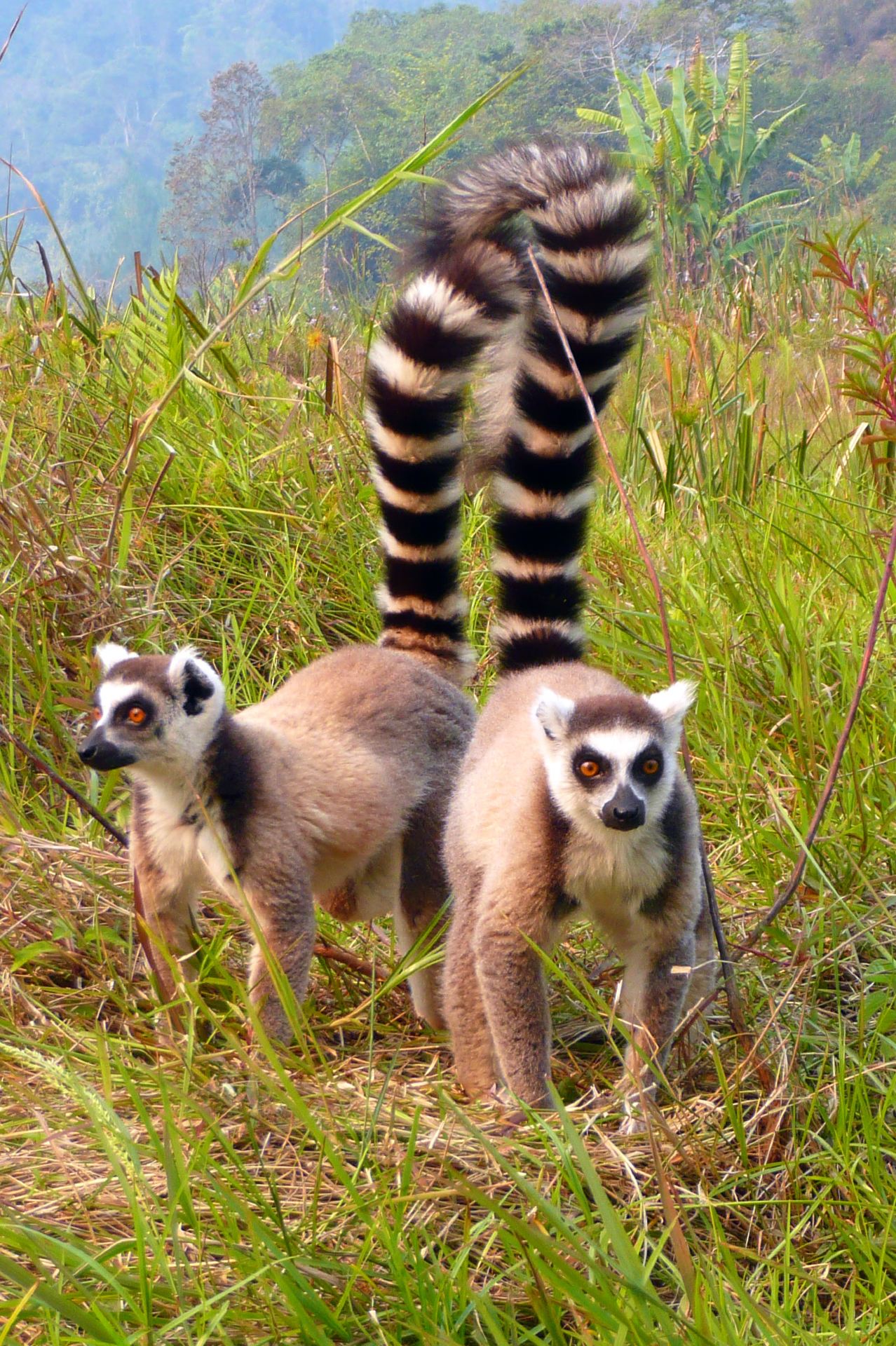Hướng dẫn toàn diện cho chuyến đi 18 ngày đến Madagascar và các quốc gia khác