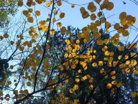 逛香山不費腿攻略。