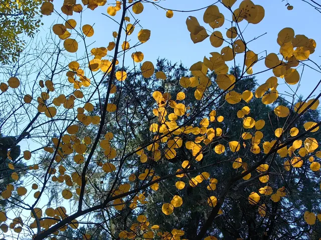 逛香山不費腿攻略。 逛香山不費腿攻略。