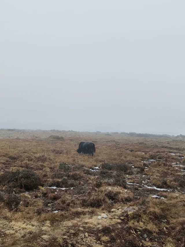 情書同款雪景甘孜紅海子下了一場大雪 情書同款雪景甘孜紅海子下了一場大雪