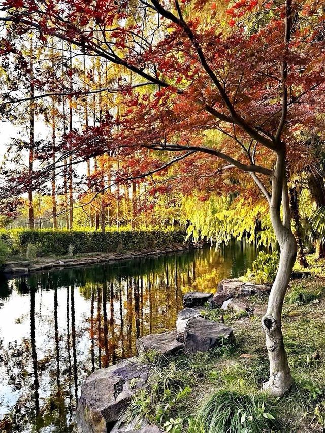 別擠瑞金!東郊賓館藏秋日秘境 免費好拍人超少 別擠瑞金!東郊賓館藏秋日秘境 免費好拍人超少