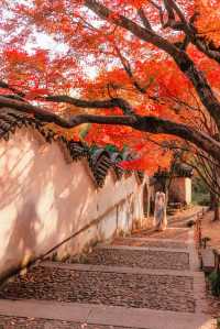 江浙滬的秋,是把調色盤潑向了人間