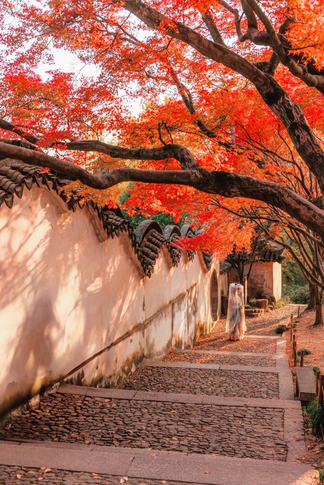 江浙滬的秋,是把調色盤潑向了人間 江浙滬的秋,是把調色盤潑向了人間