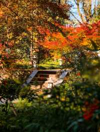 12.1實拍九溪現實版莫奈的秋日花園