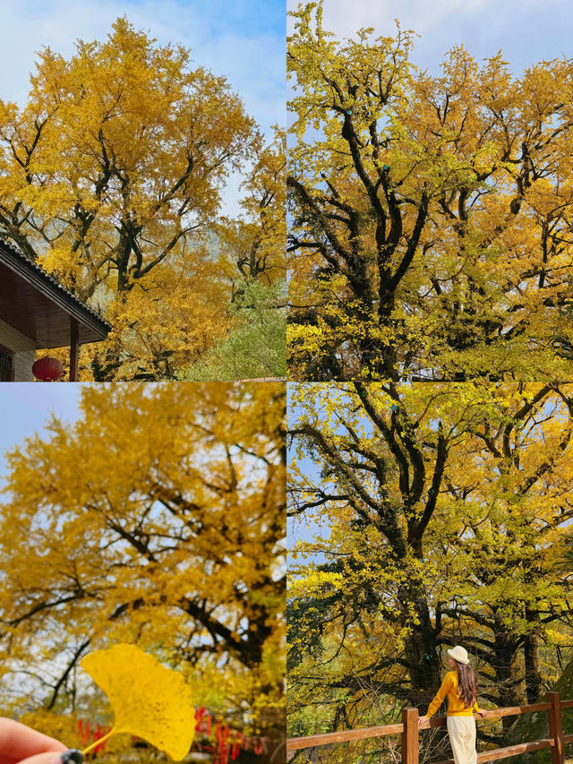 可惜你不來宜春 秋日限定打卡攻略大全