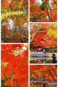 魔都限定秋色!魯迅公園賞楓全攻略錯過再等365天