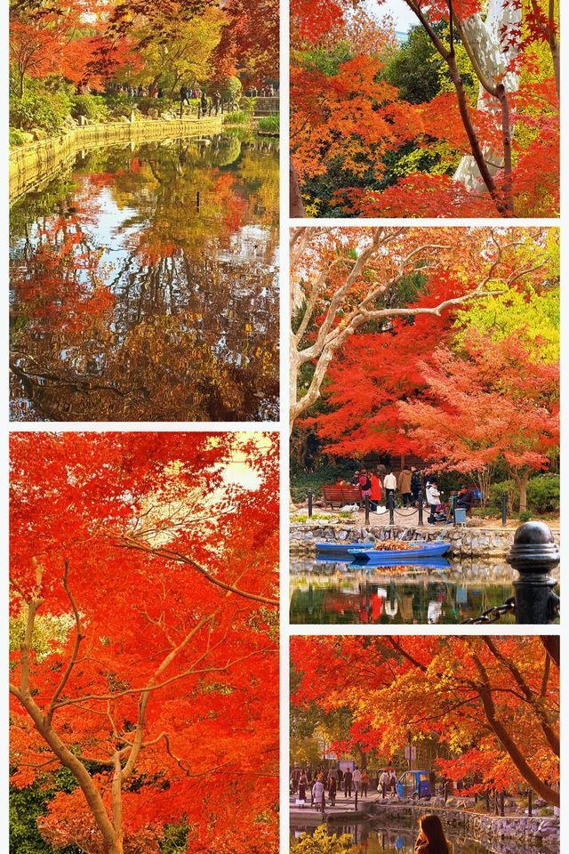 魔都限定秋色!魯迅公園賞楓全攻略錯過再等365天 魔都限定秋色!魯迅公園賞楓全攻略錯過再等365天
