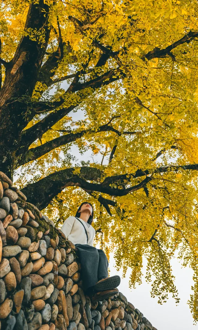 我宣佈這是溫州秋天最美的銀杏樹 我宣佈這是溫州秋天最美的銀杏樹