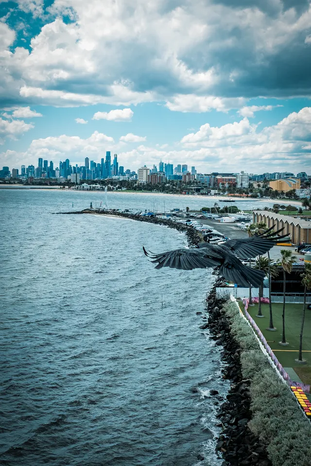 墨爾本海邊跑步,發現了現實版的瘋狂動物城 墨爾本海邊跑步,發現了現實版的瘋狂動物城