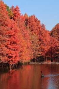 南京秋色天花板在這