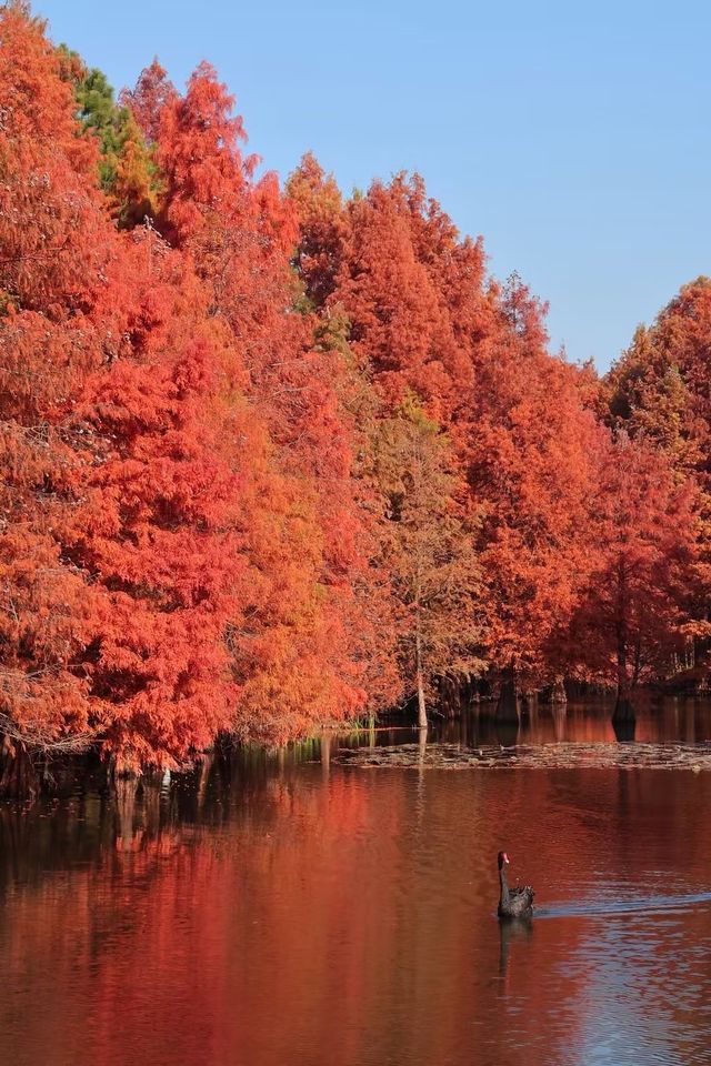 南京秋色天花板在這 南京秋色天花板在這