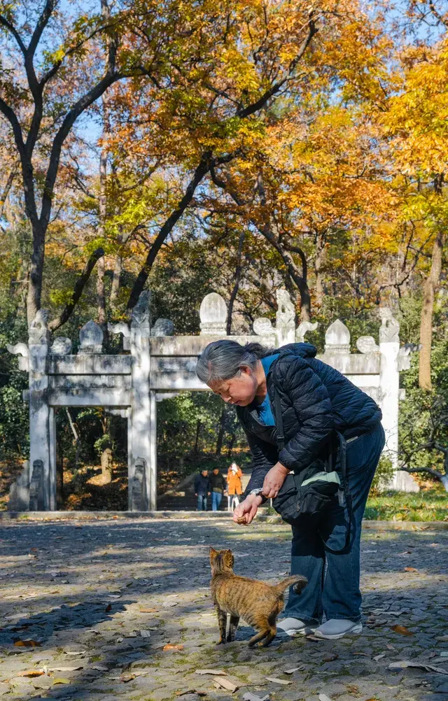 人你好,我是靈谷寺的咪,來看看我和秋天嗎 人你好,我是靈谷寺的咪,來看看我和秋天嗎