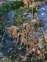 不在北歐！西安秦嶺聖誕氛圍1000%