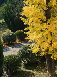 洛陽一日遊精華|暴走3大景點,雖累但值!