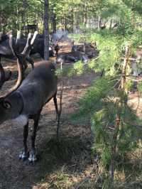 漠河3天包車遊打卡極北風光
