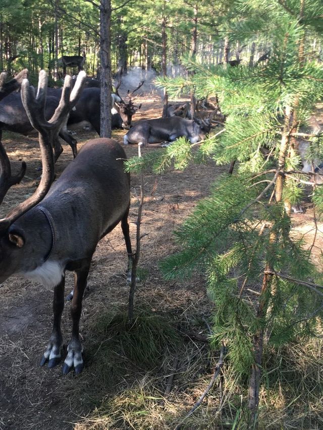 漠河3天包車遊打卡極北風光