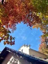 感謝杭州指南村 成功get秋日壁紙