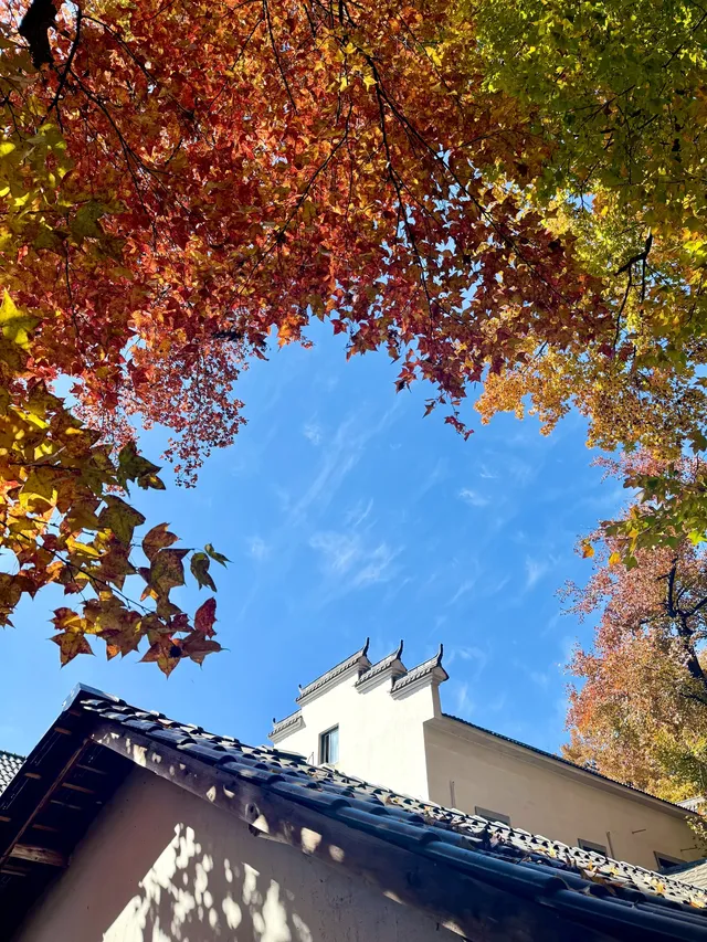 感謝杭州指南村 成功get秋日壁紙 感謝杭州指南村 成功get秋日壁紙