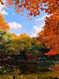 上海魯迅公園｜初冬限定！這片紅楓林美到窒息