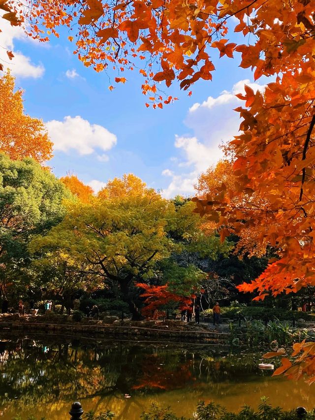 上海魯迅公園｜初冬限定！這片紅楓林美到窒息