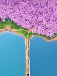 貴州平壩萬畝櫻花園絕美打卡地