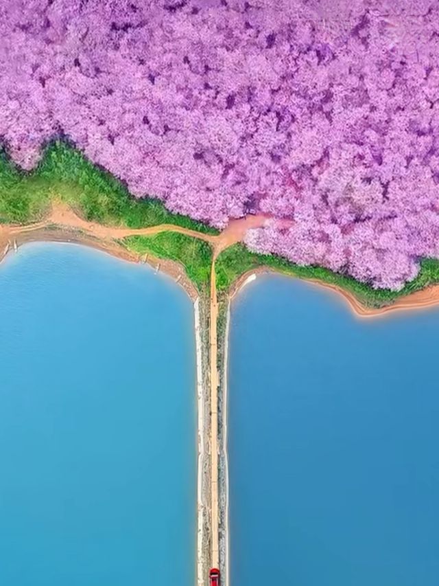 貴州平壩萬畝櫻花園絕美打卡地 貴州平壩萬畝櫻花園絕美打卡地