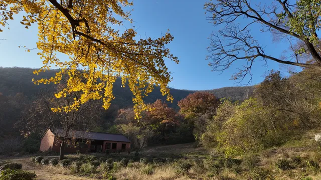 南京千年銀杏|原片直出無濾鏡 南京千年銀杏|原片直出無濾鏡