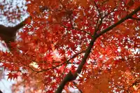 12.3蘇州賞秋實況