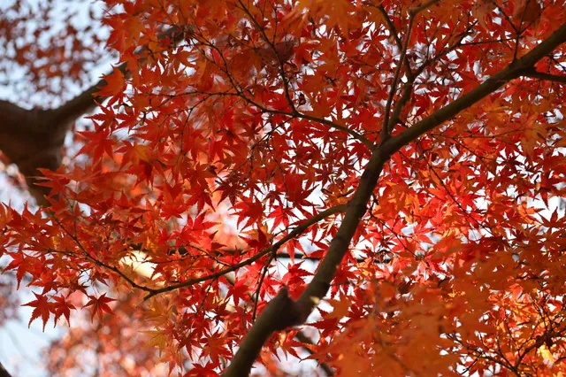 12.3蘇州賞秋實況 12.3蘇州賞秋實況