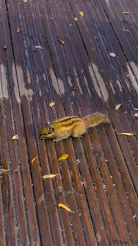 稻城亞丁拍到的各種野生動物