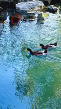 濟南五龍潭I live 這裡的泉水會“發光”