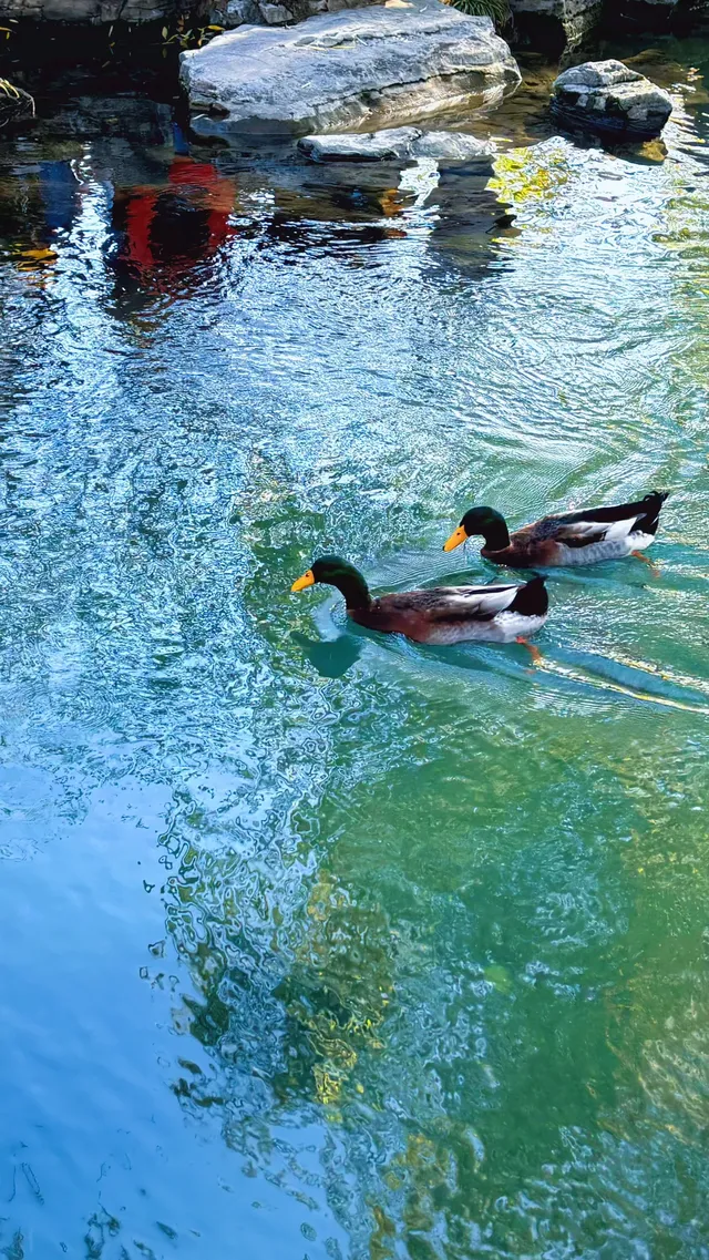 濟南五龍潭I live 這裡的泉水會“發光” 濟南五龍潭I live 這裡的泉水會“發光”