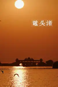 無錫｜鼋頭渚的海鷗從不失約