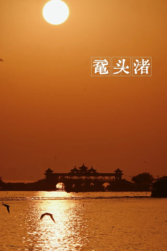 無錫｜鼋頭渚的海鷗從不失約