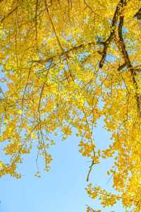 珠峰村58株古銀杏集體換上鎏金盛裝