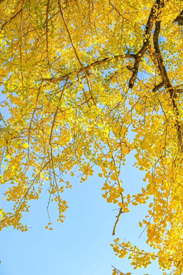 珠峰村58株古銀杏集體換上鎏金盛裝 珠峰村58株古銀杏集體換上鎏金盛裝