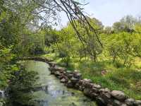 南京音樂台白鴿治癒時刻｜紫金山必打卡地標