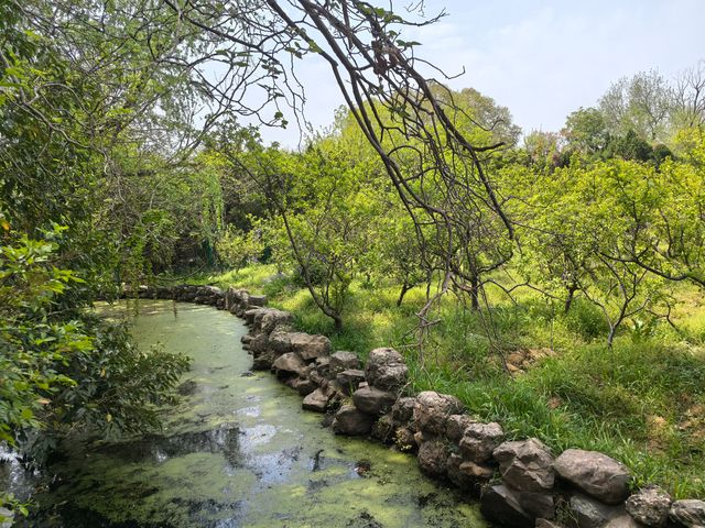 南京音樂台白鴿治癒時刻｜紫金山必打卡地標