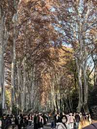 銀杏樹下邂逅金陵城