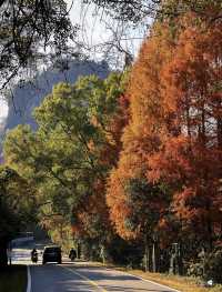 武夷初冬,赴一場落羽杉的浪漫之約