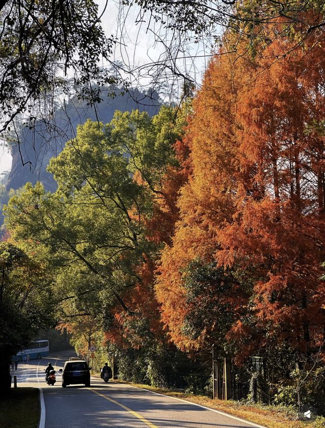武夷初冬,赴一場落羽杉的浪漫之約 武夷初冬,赴一場落羽杉的浪漫之約